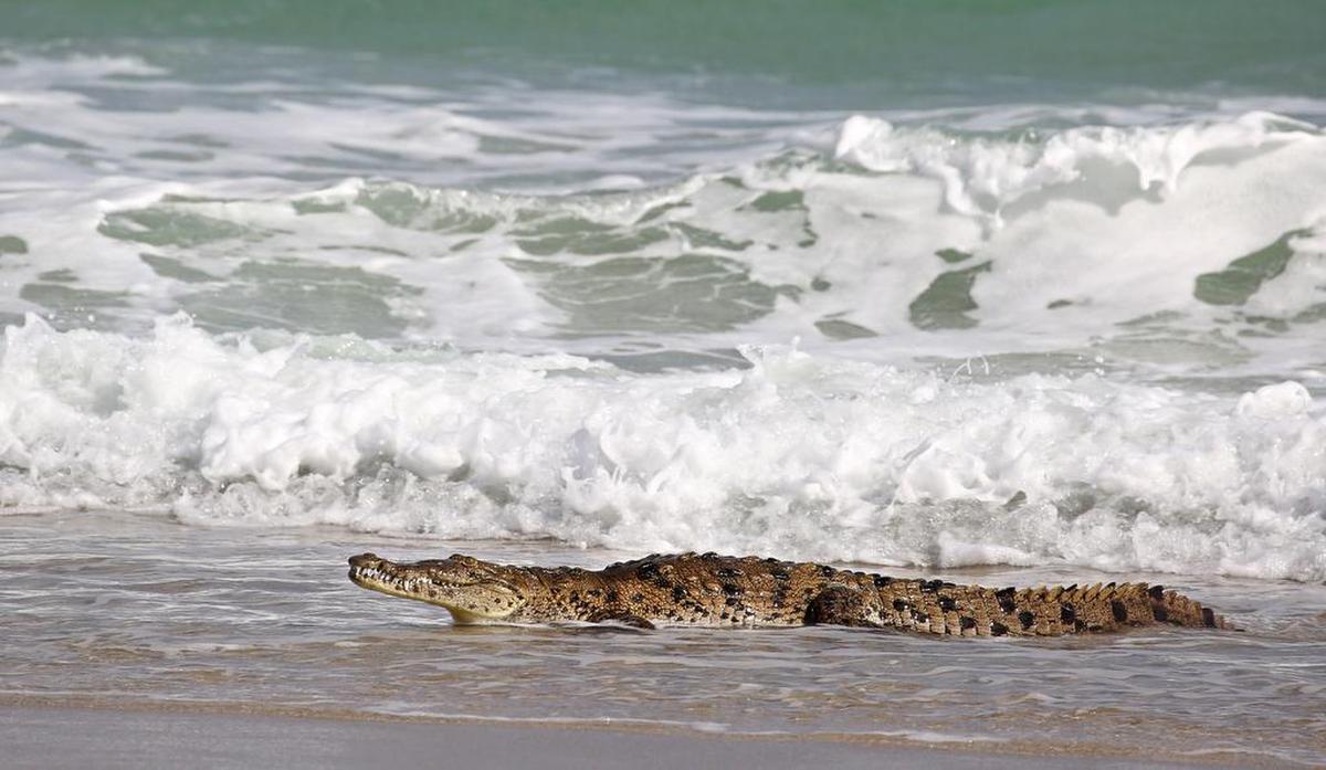 El cocodrilo fue visto en Dania Beach primero, y posteriormente superó el fuerte oleaje de mar para salir al sol en Hollywood Beach.