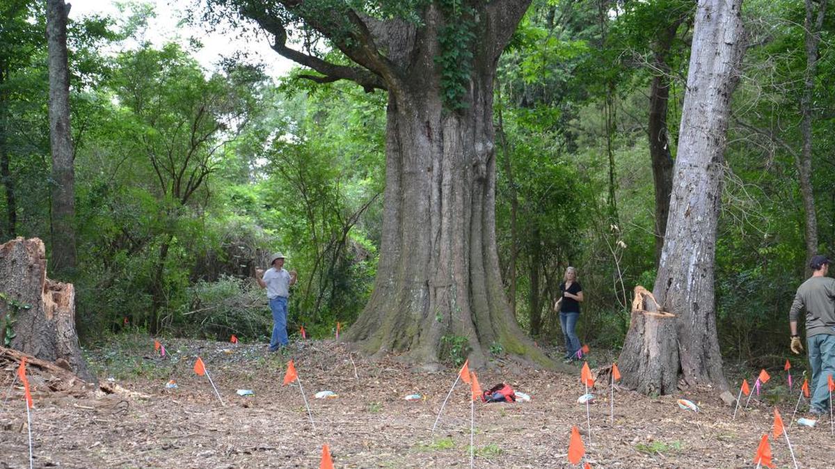 Imagen sin fecha de los investigadores de la Universidad del Sur de Florida (USF) señalando los lugares previos a su excavación en Dozier.