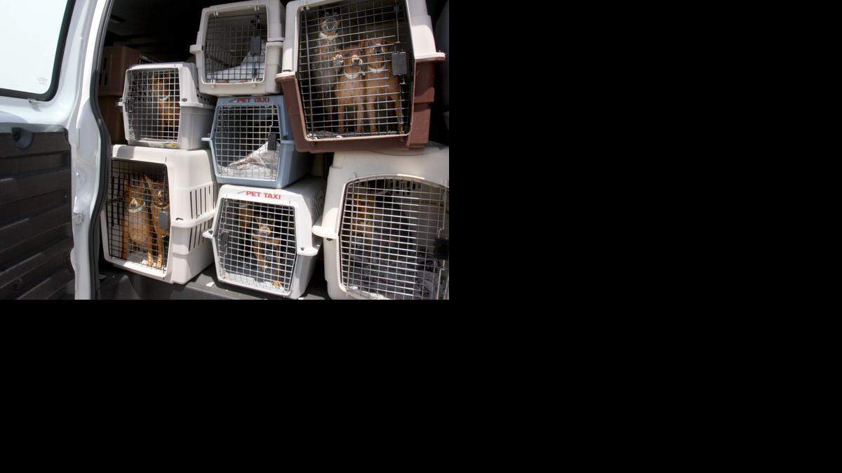 
Las tiendas de mascotas obtienen sus perros de criaderos de cachorros, los cuales son conocidos por sus crianzas en masa y en condiciones no saludables.


