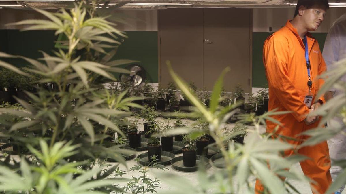 El gerente de cultivos de Surterra Therapeutics Cultivation, Wes Conner, revisa uno de los invernaderos de marihuana, en Tallahassee en junio.