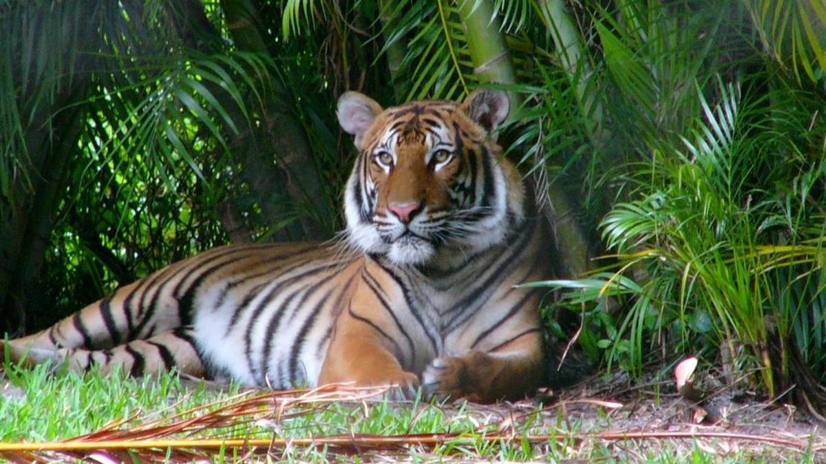 Uno de los tigres malayos del Palm Beach Zoo.