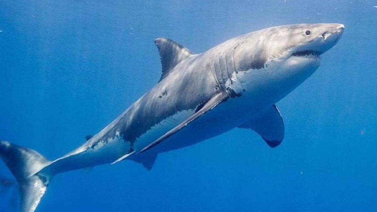 Un tiburón blanco.