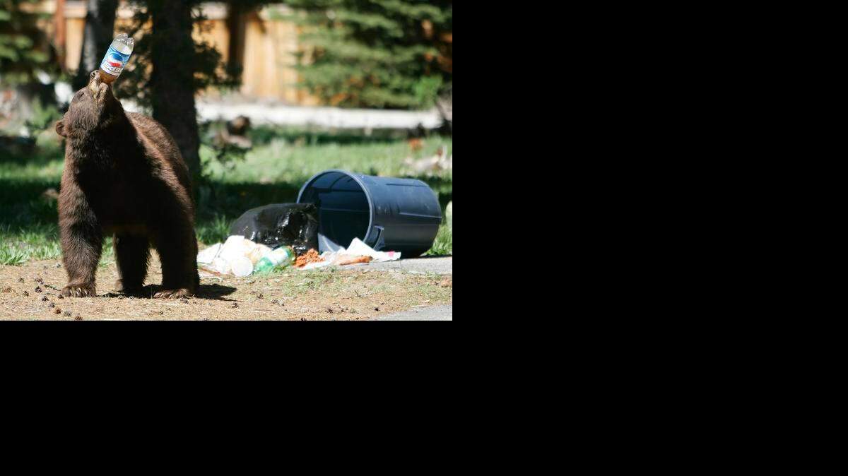 
El oso negro de 740 libras es el mamífero de mayor peso nunca antes sacrificado en este estado, según expertos de Comisión para la Protección de la Florida y la Fauna. 
