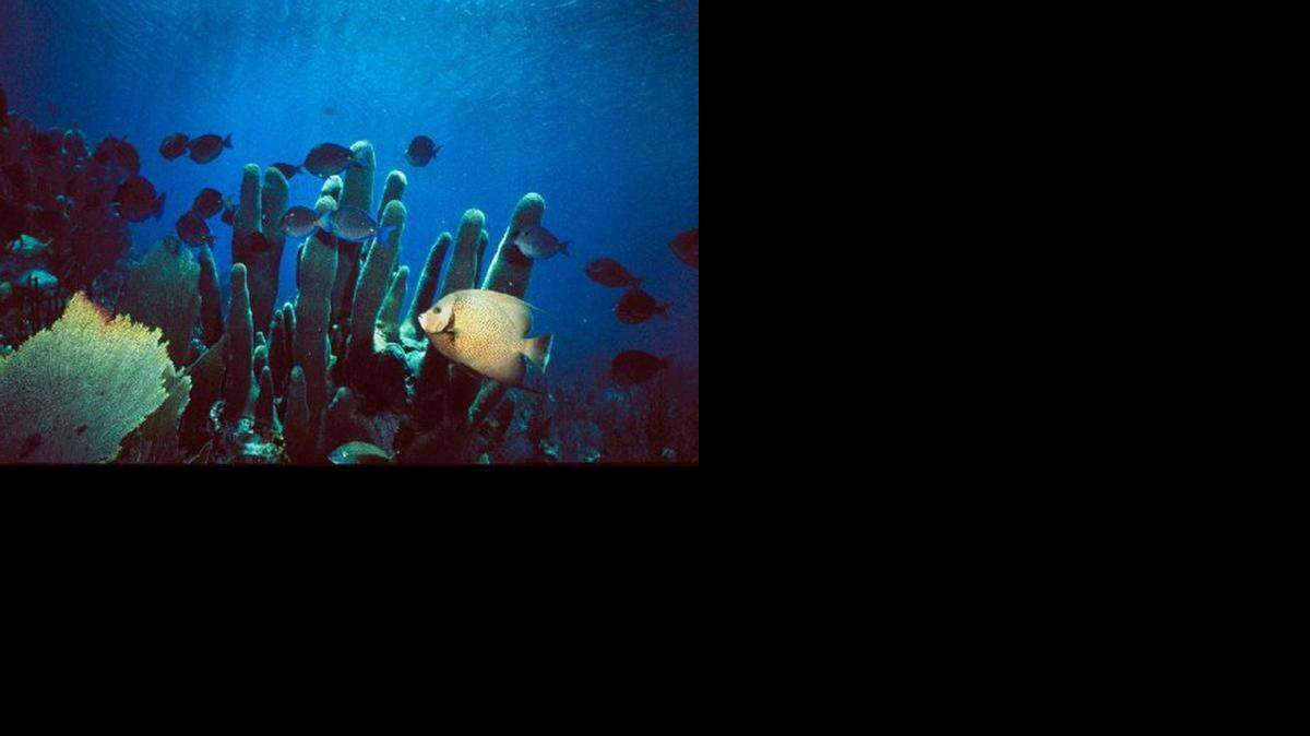
Arrecife de coral con diferentes tipo de especímenes que lo habitan. Las rocas de coral son consideradas vivas y es un delito sacarlas de su hábitat.
