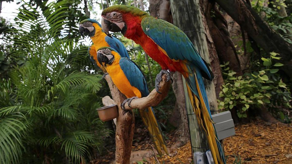 Las famosas guacamayas de Island Jungle son uno de los principales atractivos de este parque de Miami.