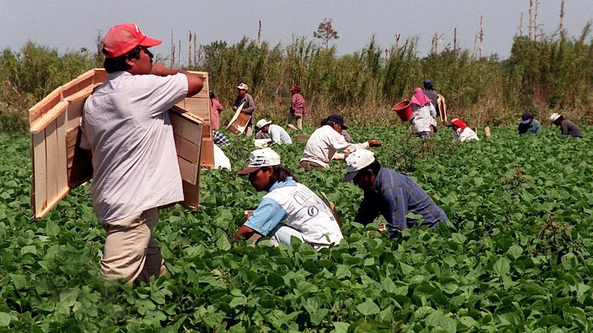Trabajadores inmigrantes recogen vegetales en un campo en Homestead, Florida, en marzo de 1998.