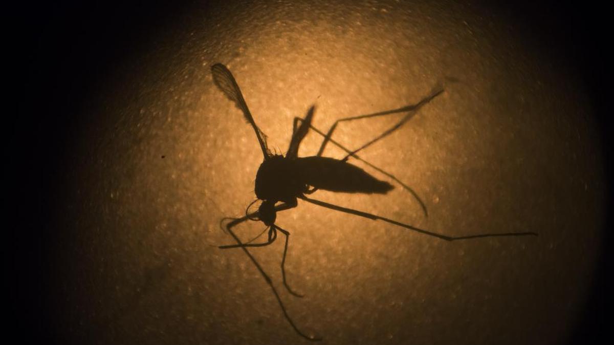 Foto de 27 de enero de 2016, un mosquito Aedes aegypti es fotografiado a través de un microscopio en el Instituto Fiocruz en Recife, estado de Pernambuco, Brasil.