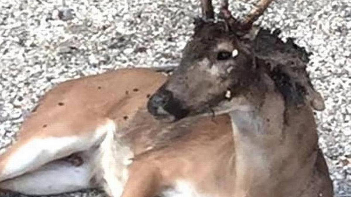 El gusano barrenador New World primero fue confirmado el 30 de septiembre de 2016 en un venado de los Cayos del National Key Deer Refuge ,en Big Pine Key, Florida.