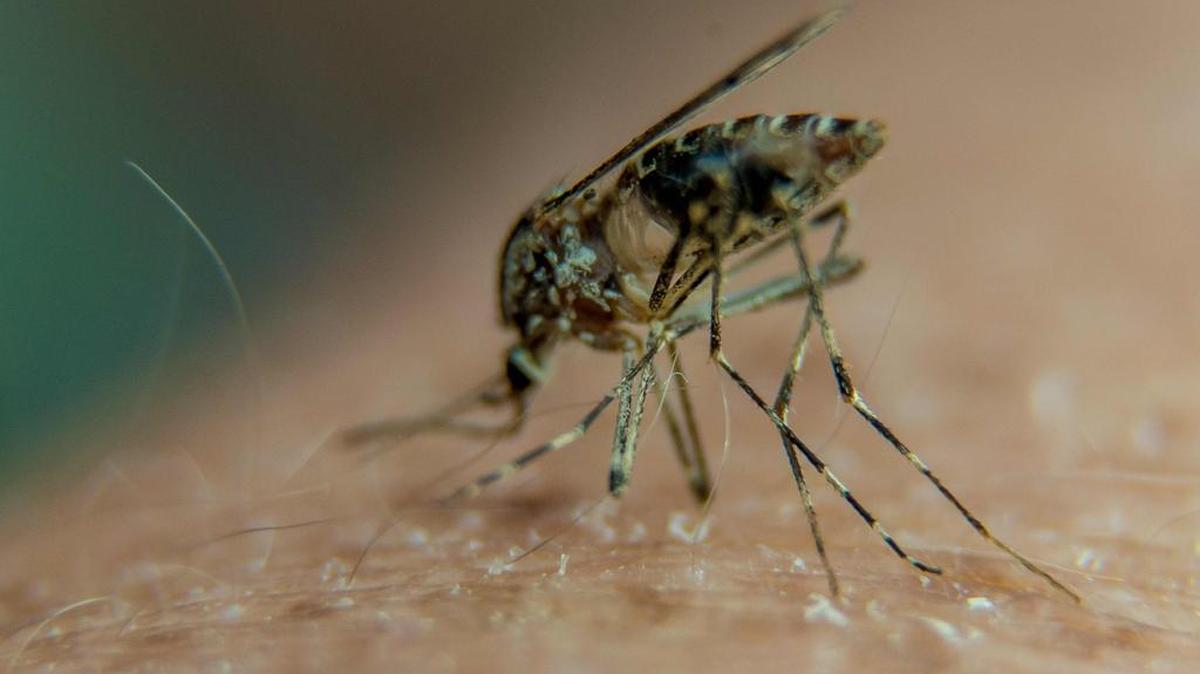 Una foto del mosquito que trasmite el virus zika.