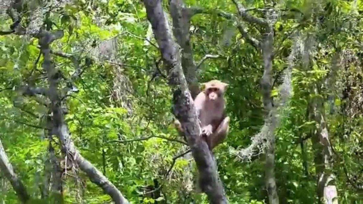 Un parque estatal en Florida empieza a parecerse al planeta de los simios: manadas de macacos Rhesus, una especie no nativa, han ocupado las márgenes de un río preferido por excursionistas y practicantes de kayak.