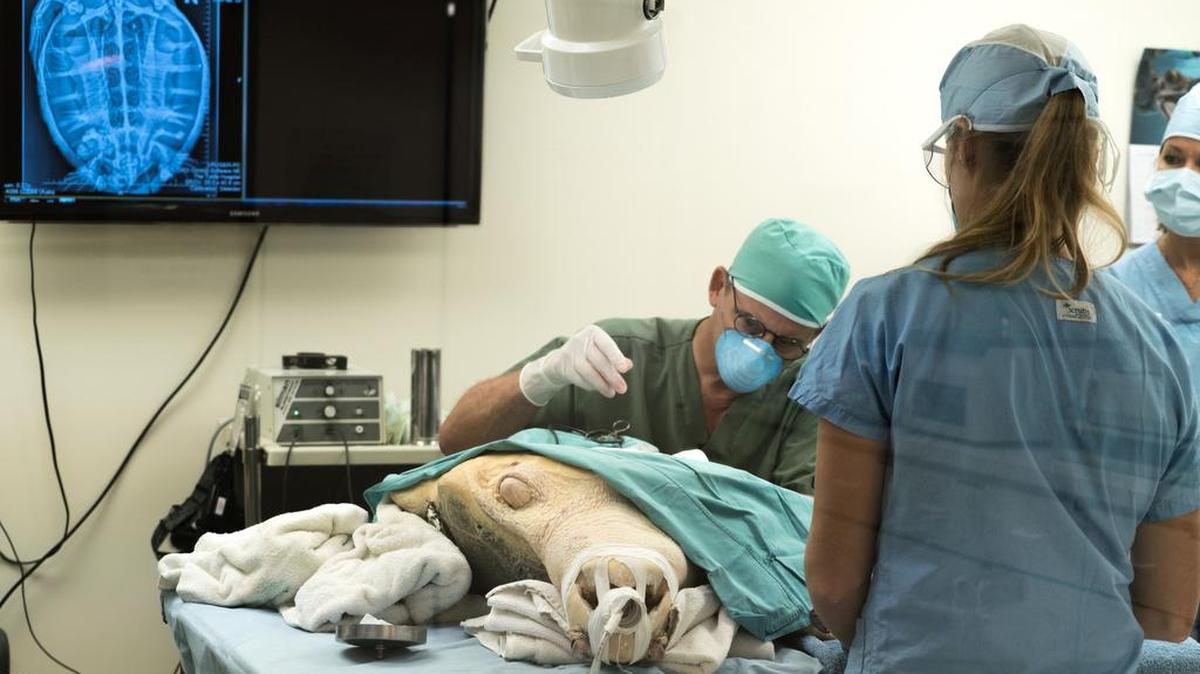 Un veterinario opera a una tortuga marina con tumores en el Hospital de Tortugas de Marathon, en los cayos de la Florida, el 14 de enero de 2016.