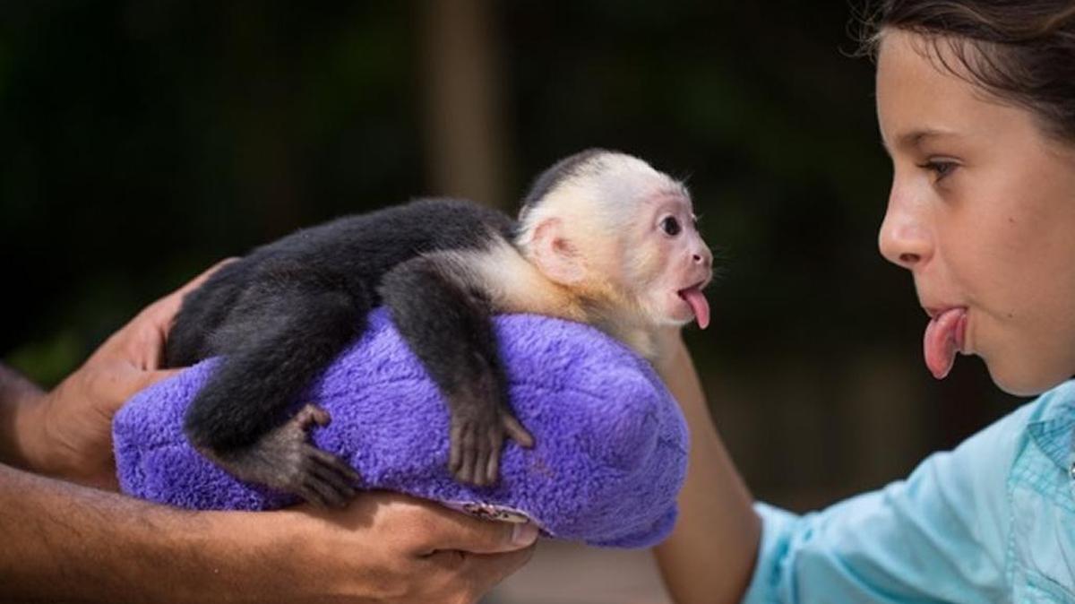 Una niña y un bebé de mono capuchino se muestran la lengua.