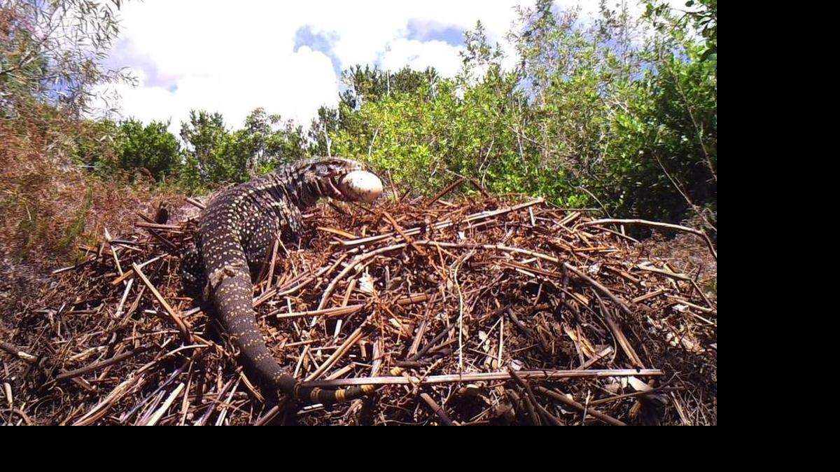 El reptil tegu, oriundo de Argentina, se ha propagado mucho más allá de los pozos de roca y casas móviles de Homestead donde fue avistado hace menos de 10 años.