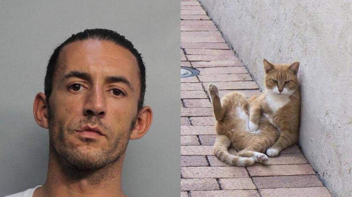 Georgios Kollias fue acusado de matar de un flechazo al gato 'Strushie'.