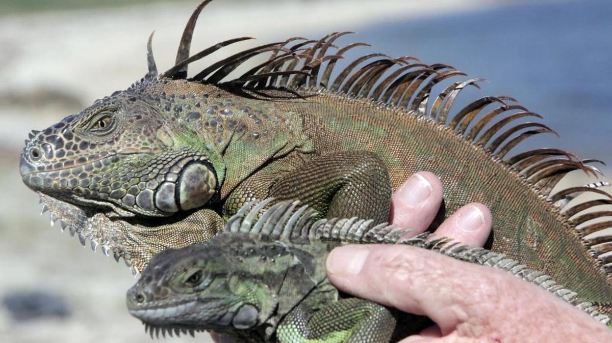 Dos iguanas verdes, una macho (arriba) y otra hembra, capturadas recientemente por el biólogo Joseph Wasilewski en el sur de la Florida.