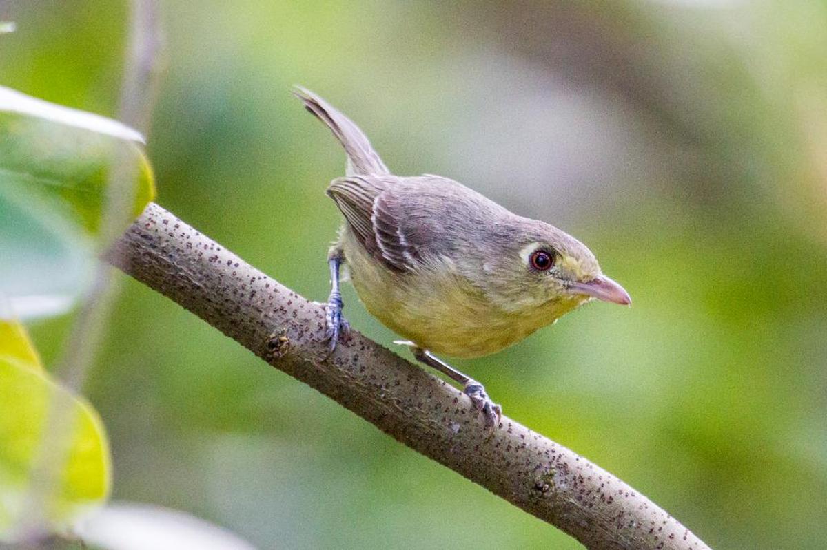 La noticia del avistamiento de un víreo cubano, una pequeña ave del tamaño de un pulgar, en Cayo Hueso movilizó rumbo al sur de Florida a un ejército armado de binoculares, cámaras y objetivos con la esperanza de verlo y captar su imagen. Los observadores de aves (birdwatchers o birders), uno de los grupos más apreciados por el sector turístico mundial, han dado pruebas de su contento por este avistamiento, que pudo haber sido el primero de un Vireo gundlachii en territorio estadounidense. Ocurrió el 19 de abril del 2016 en el parque estatal Fort Zachary Taylor, en Cayo Hueso, a 90 millas de Cuba.