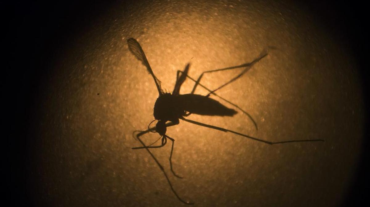 Un mosquito Aedes aegypti es fotografíado a través de un micróscopio en Pernambuco, Brasil.