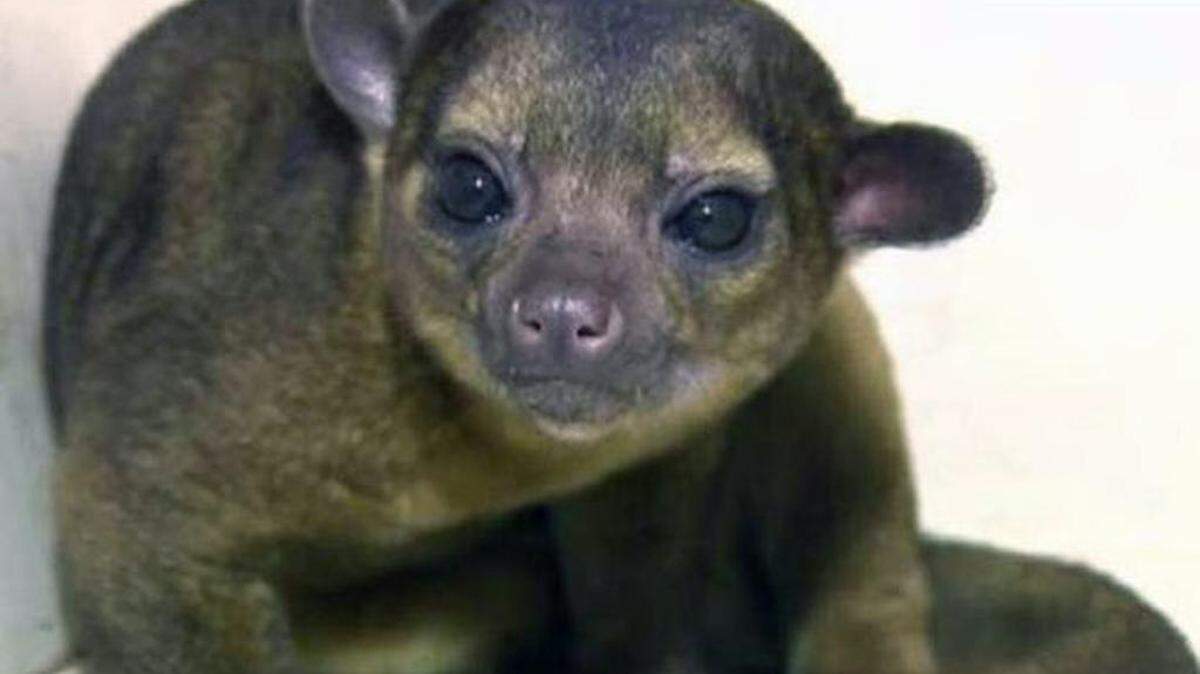 El inusual animal, es un Kinkajou, conocido también como Oso de Miel. Cortesía CBS4