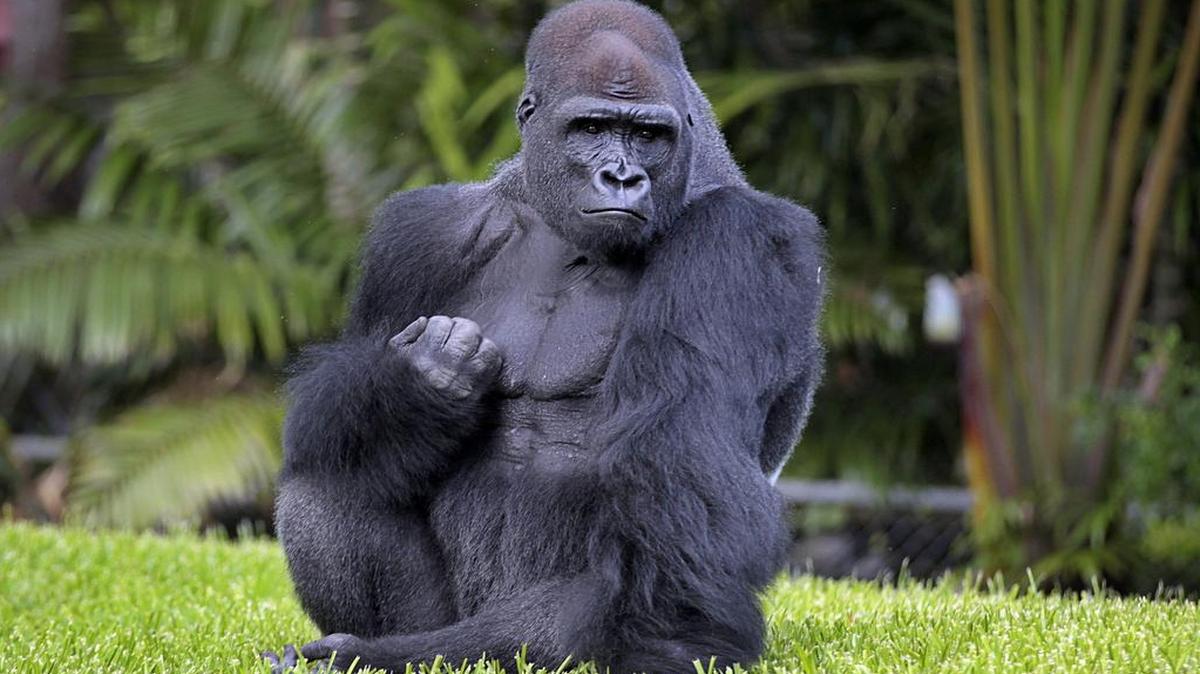 Barney, de 23 años, es uno de los gorilas del Zoológico de Miami. Él y sus compañeros no serán evacuados ni les buscarán refugio para evitar el impacto del huracán Irma.