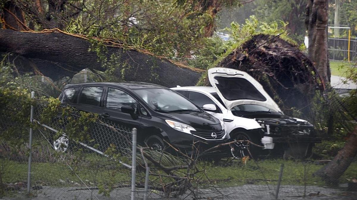 Vehículos dañados por un árbol derribado por los fuertes vientes del huracán Irma en el Flagami, en el sur de la Florida el 10 de septiembre de 2017.