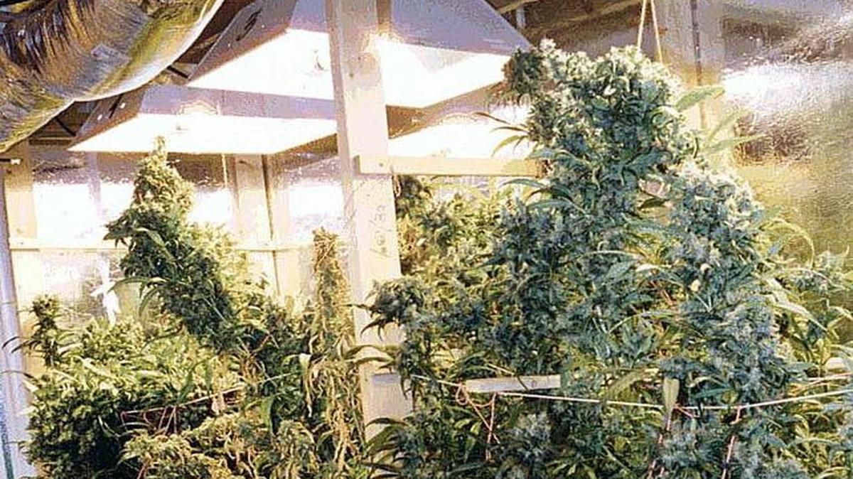 Una foto del 2000 suministrada por la policía de Miami-Dade que muestra el interior de una “granja” de marihuana hidropónica en el sur de la Florida. La industria de la marihuana hidropónica se ha convertido en un gran negocio, muchas veces dentro de residencias suburbanas.