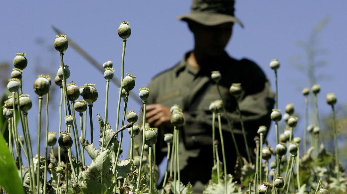 Un policía colombiano antinarcótico en un campo de amapolas, usada para el extracto con el que se produce la heroína.