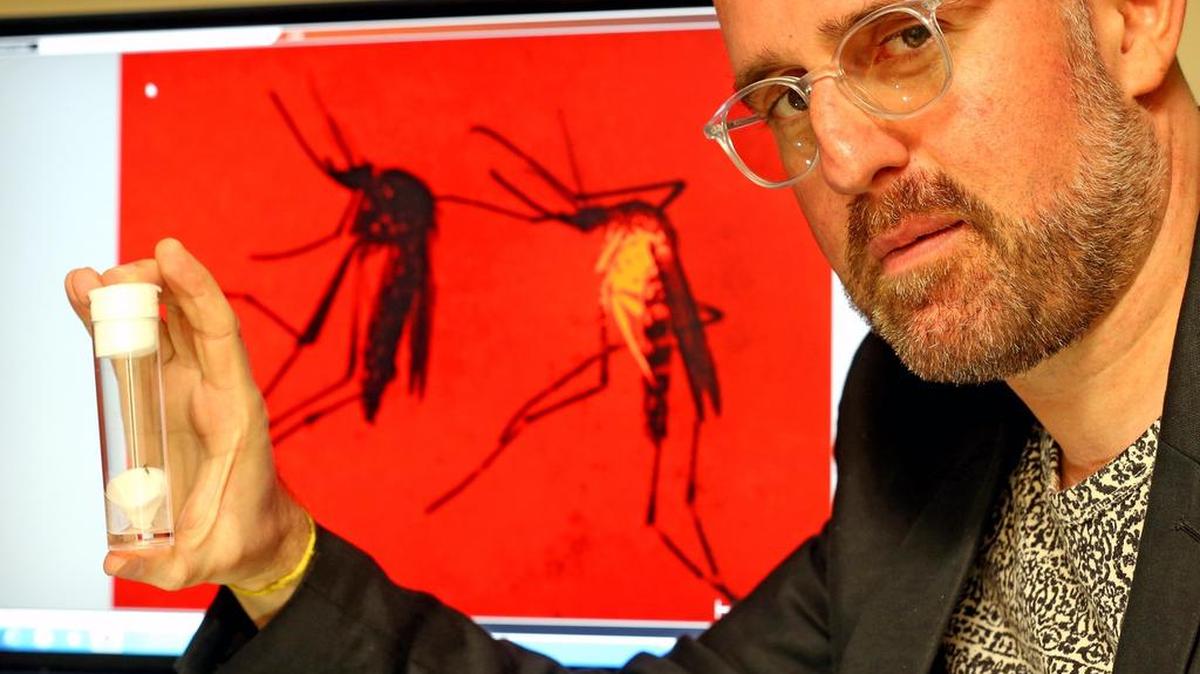 Matthew DeGannaro, profesor de la Universidad Internacional de la Florida, sostiene un contenedor con un mosquito usado en las investigaciones para combatir el virus del zika. De los mosquitos en su computador, el de la derecha a sido modificado para reducir su interés por los humanos. Florida International University's Matthew DeGannaro holds a bottle with a mosquito used in his research to