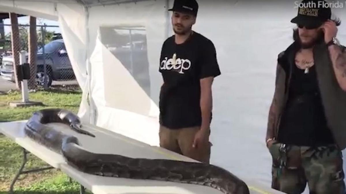 Imagen captada de un video que muestra a la serpiente de 17 pies y una pulgada capturada por Jason León.