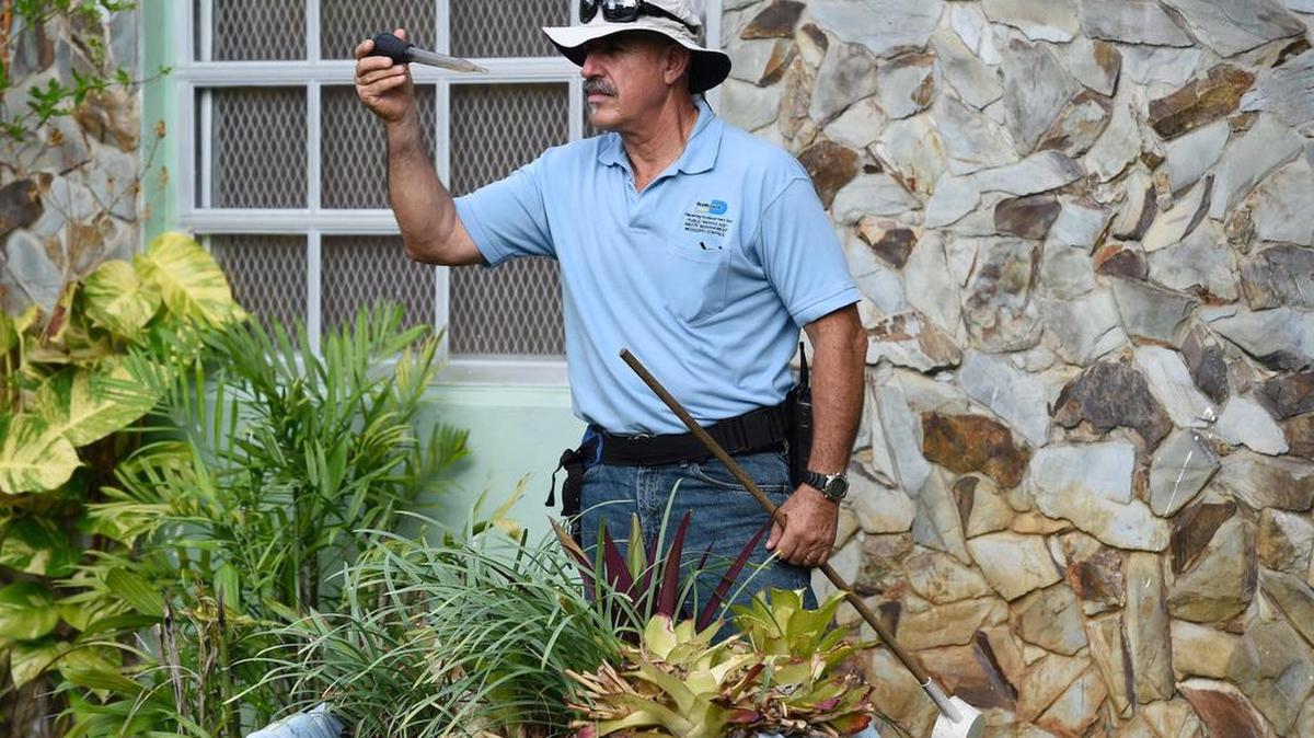 Esta foto de archivo tomada el 7 junio, muestra a un trabajador de control de mosquitos de Miami-Dade buscando larvas de mosquitos Aedes aegypti en una casa en Miami, Florida.