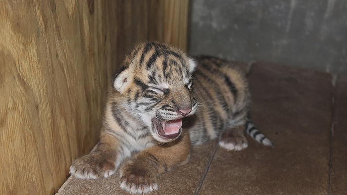 El cachorro que aún no tiene nombre, es el primer tigre de Sumatra que nace en el zoológico.