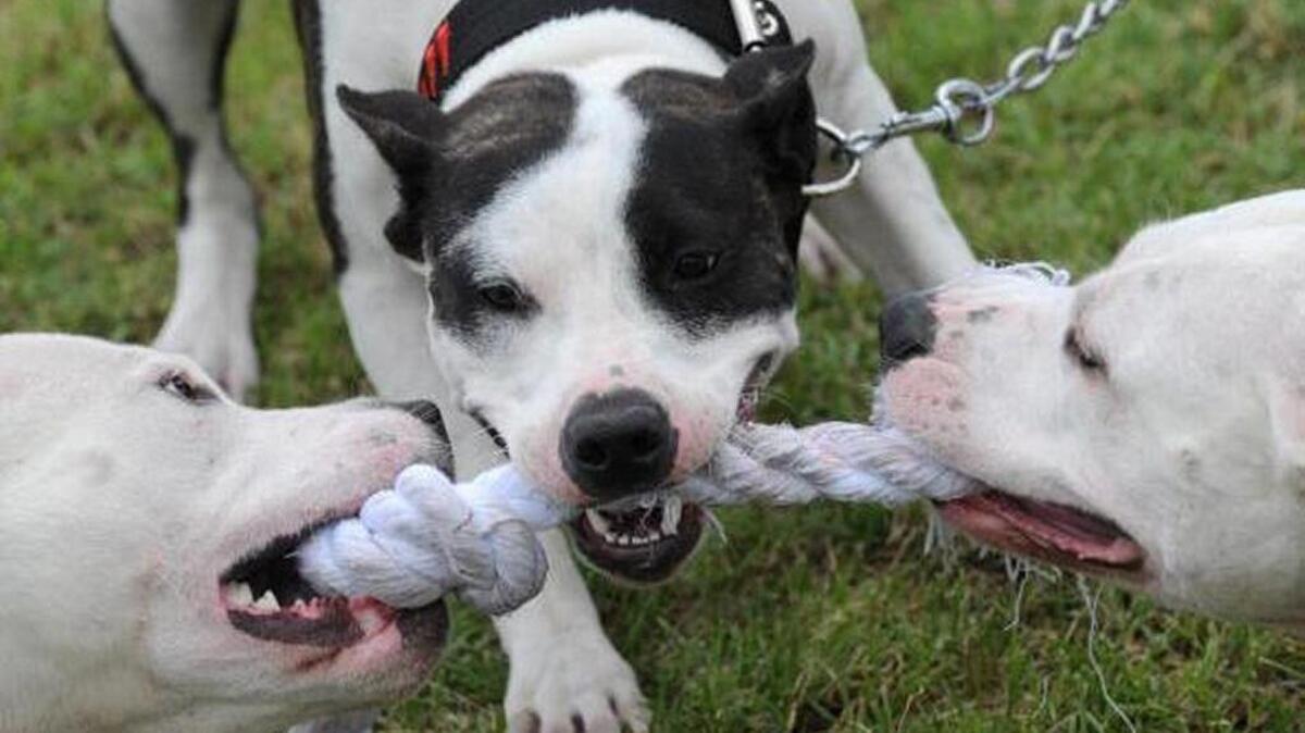 Tres perros de la raza pitbull juegan durante un festival en Praga, República Checa, el 19 de junio del 2010.