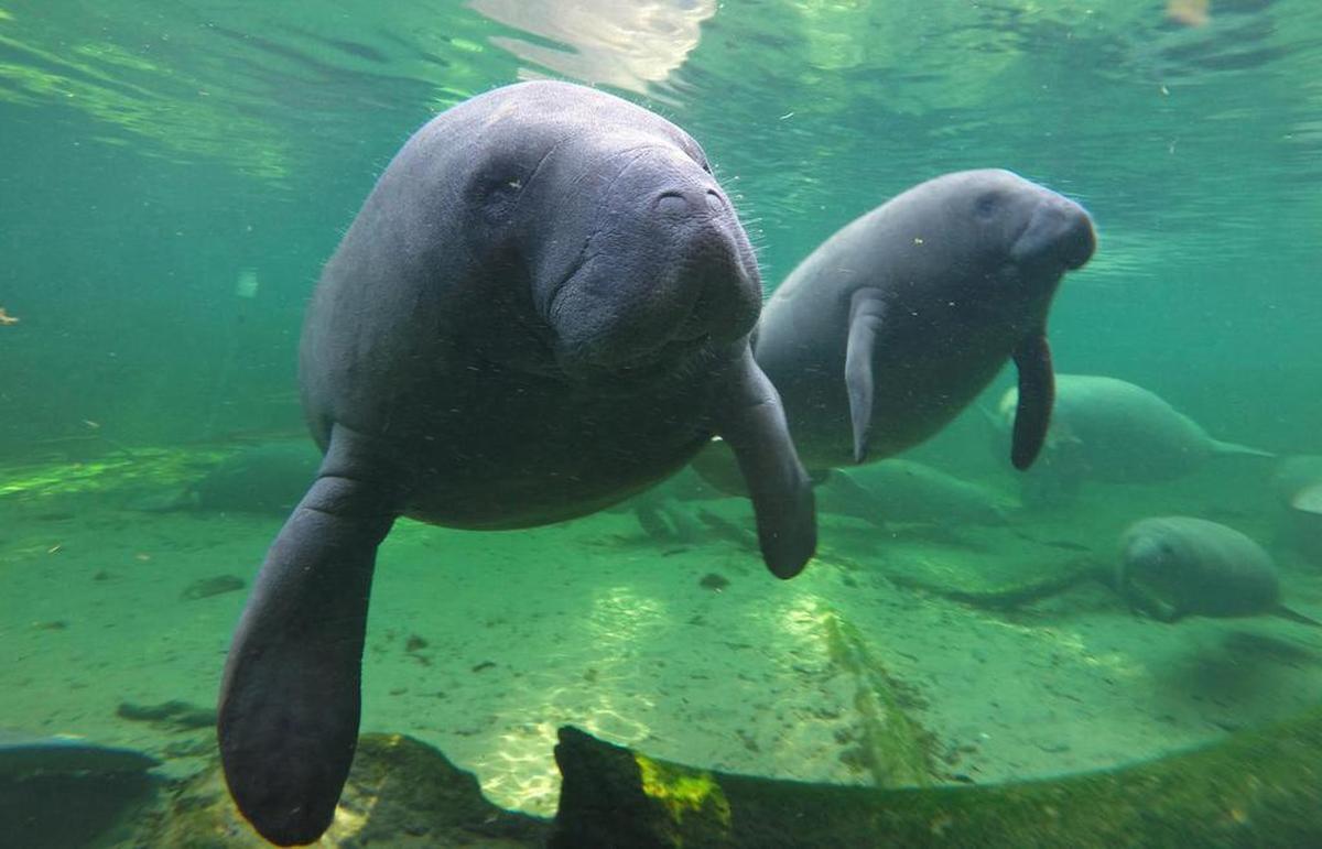 Manatees find refuge in the warm waters of Blue Spring located at Blue Spring State Park in Volusia County, Florida, in a 2015 file image. (Red Huber/Orlando Sentinel/TNS)