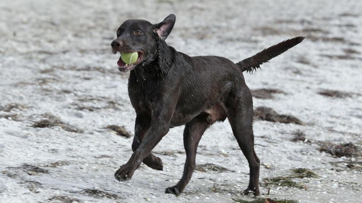 Si planea viajar con Fido este verano, Miami Beach y Orlando están entre las ciudades más amistosas con las mascotas para ir de vacaciones.