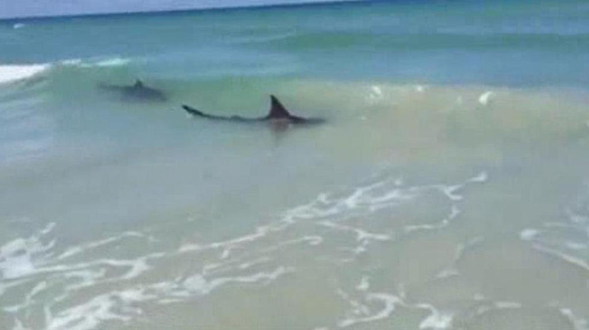 Varios surfistas en la playa de New Smyrna Beach fueron mordidos por tiburones en la misma área en un lapso de unas pocas horas el domingo.