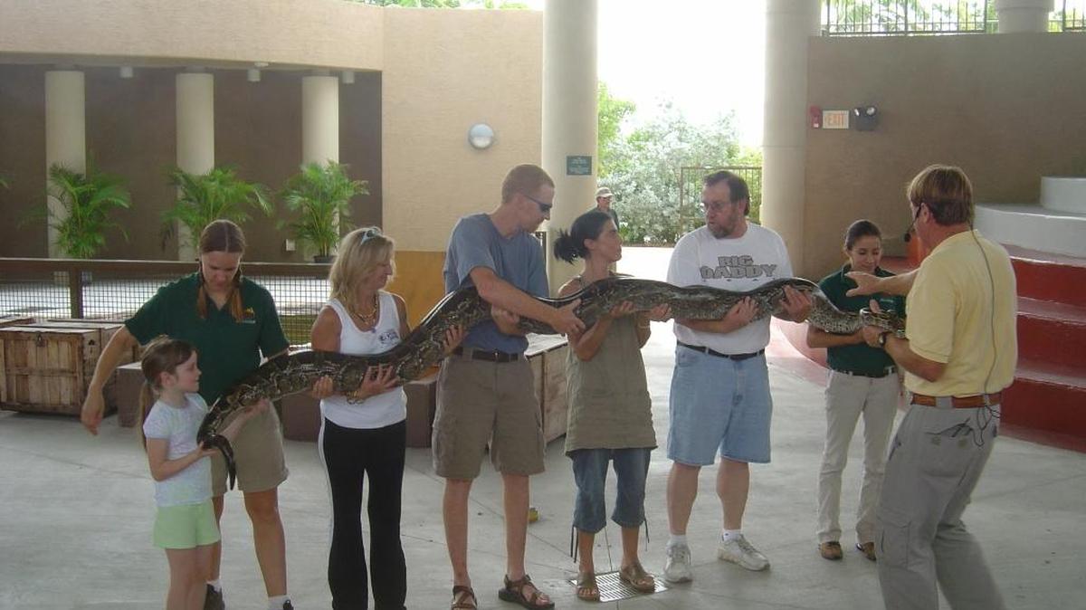
Un grupo de visitantes cargan entre todos a una gran boa constrictor bajo la mirada vigilante del entrenador, durante un show en Jungle Island.

