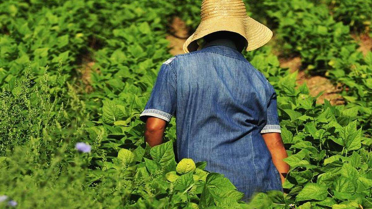 
El acoso sexual continúa siendo uno de los principales problemas al que se enfrentan las trabajadoras agrícolas en el estado de Florida, la mayor parte de ellas inmigrantes indocumentadas, según denuncias de varias organizaciones. 
