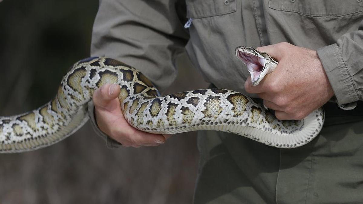 
Puede que Florida tenga las de perder en la guerra contra las pitones birmanas, como la que se muestra aquí, pero los biólogos se muestran optimistas de poder vencer a su pariente: la pitón de roca africana. 


