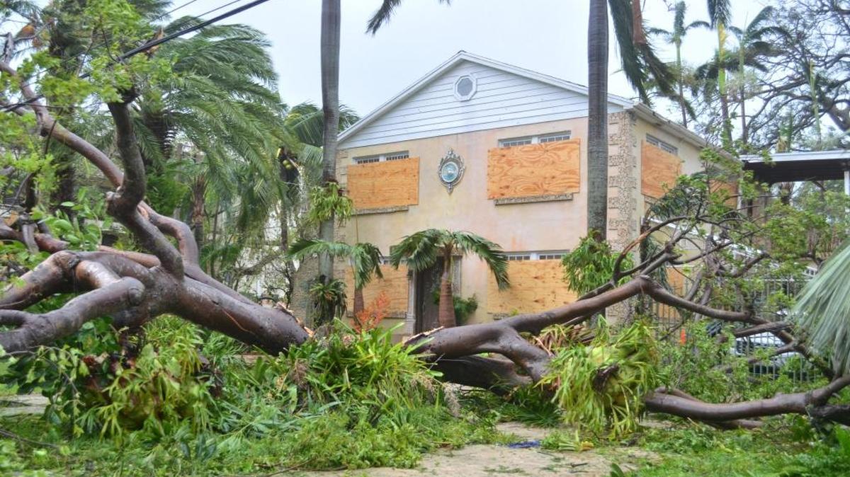 Vista de un árbol caído el domingo 10 de septiembre de 2017, luego del paso del huracán Irma por Miami, Florida.