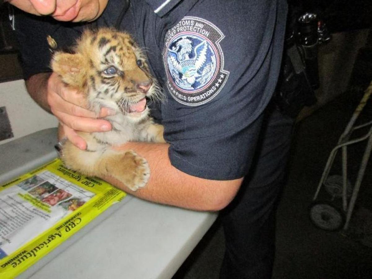 Un cachorro de tigre fue descubierto en un vehículo que intentaba cruzar la frontera de México a Estados Unidos en agosto de 2017.