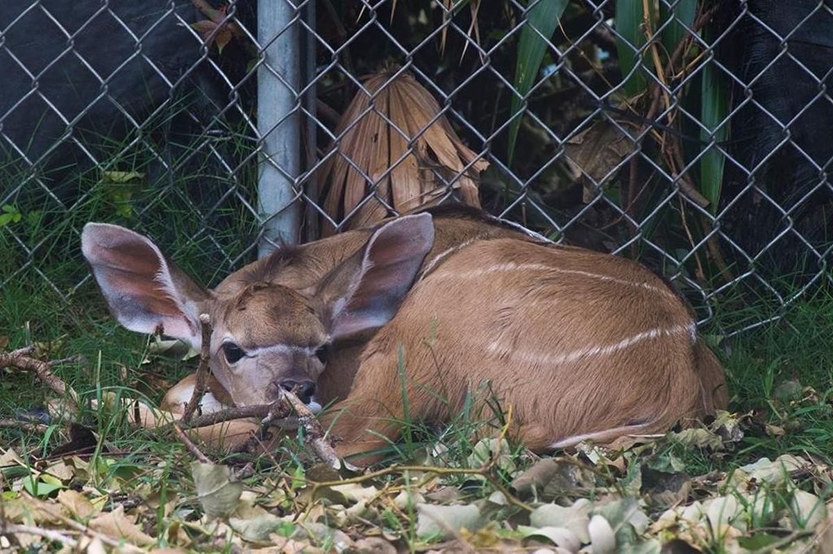 Este bebé kudu, una especie de antílope, nació el domingo pasado en el Zoológico de Miami.
