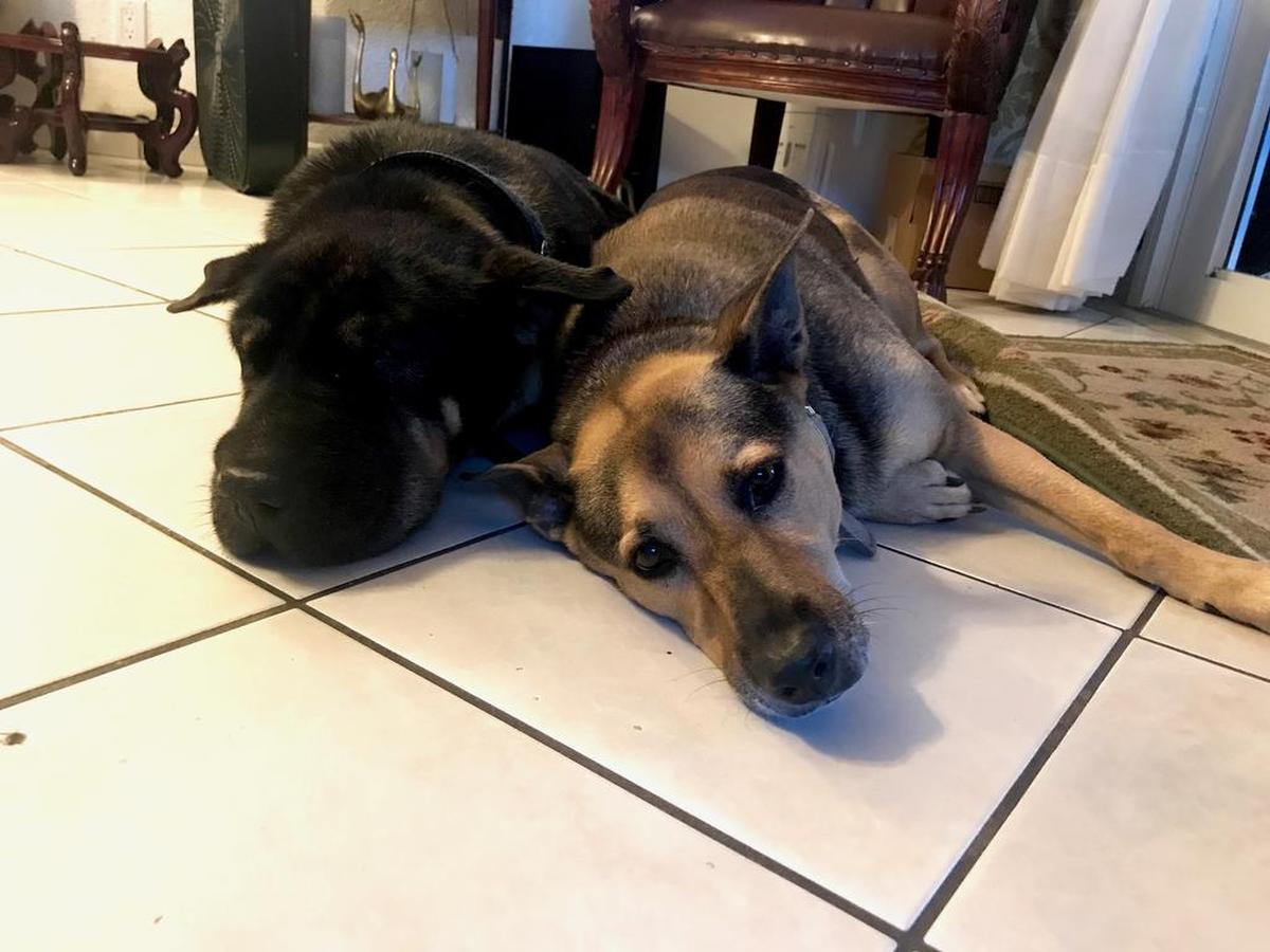 Junior, a la izquierda, descansa junto a Roxy tras ser rescatado de la Bahía de Biscayne en jueves 27 de julio.