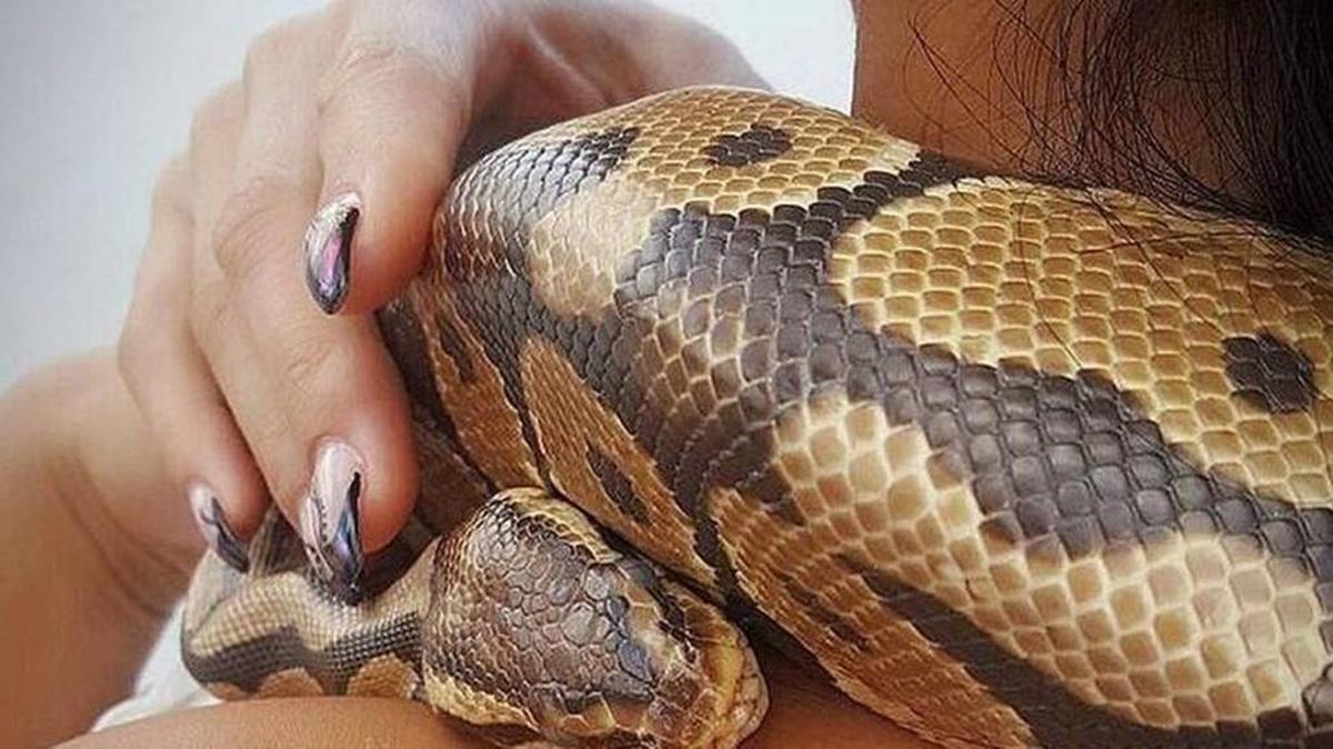 La pitón real Penélope, popular entre los turistas en Ocean Drive, tiene su propia cuenta en Instagram. Autoridades estatales decomisaron la serpiente el mes pasado.