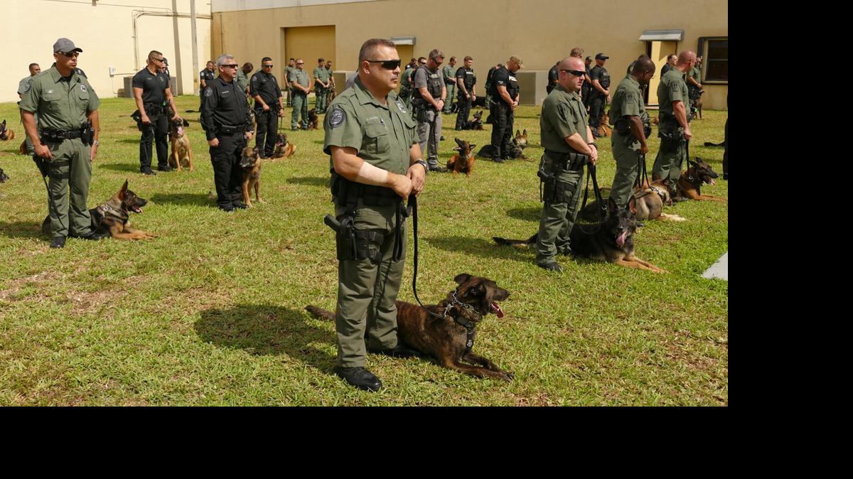 
Al compás de gaitas escocesas, decenas de agentes ofrecieron el lunes una sentida despedida a dos perros de la Unidad Canina K-9 de la policía de Hialeah que murieron a fines de mayo tras ser olvidados en la patrulla del oficial a cargo de cuidarlos.
