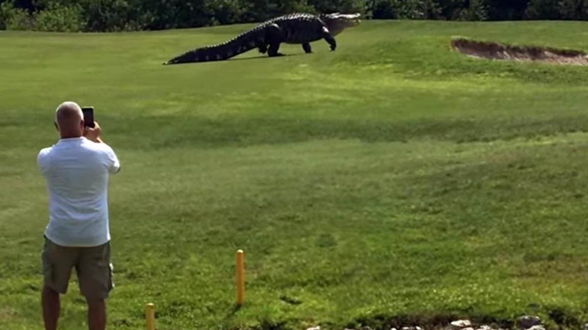 El super caimán fue avistado el lunes de Memorial Day en un campo de golf de la Florida Central.