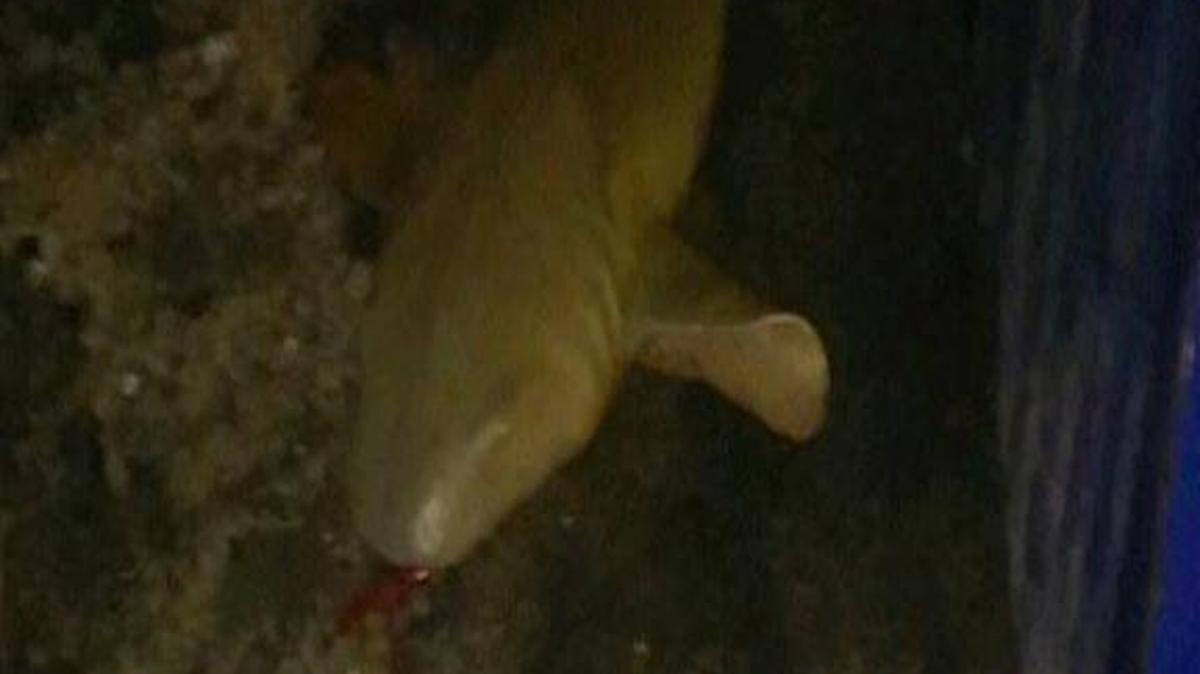 Una mujer llamó al canal CBS4 para reportar que dos tiburones fueron abandonados cerca de su residencia en NW First Place, Overtown.