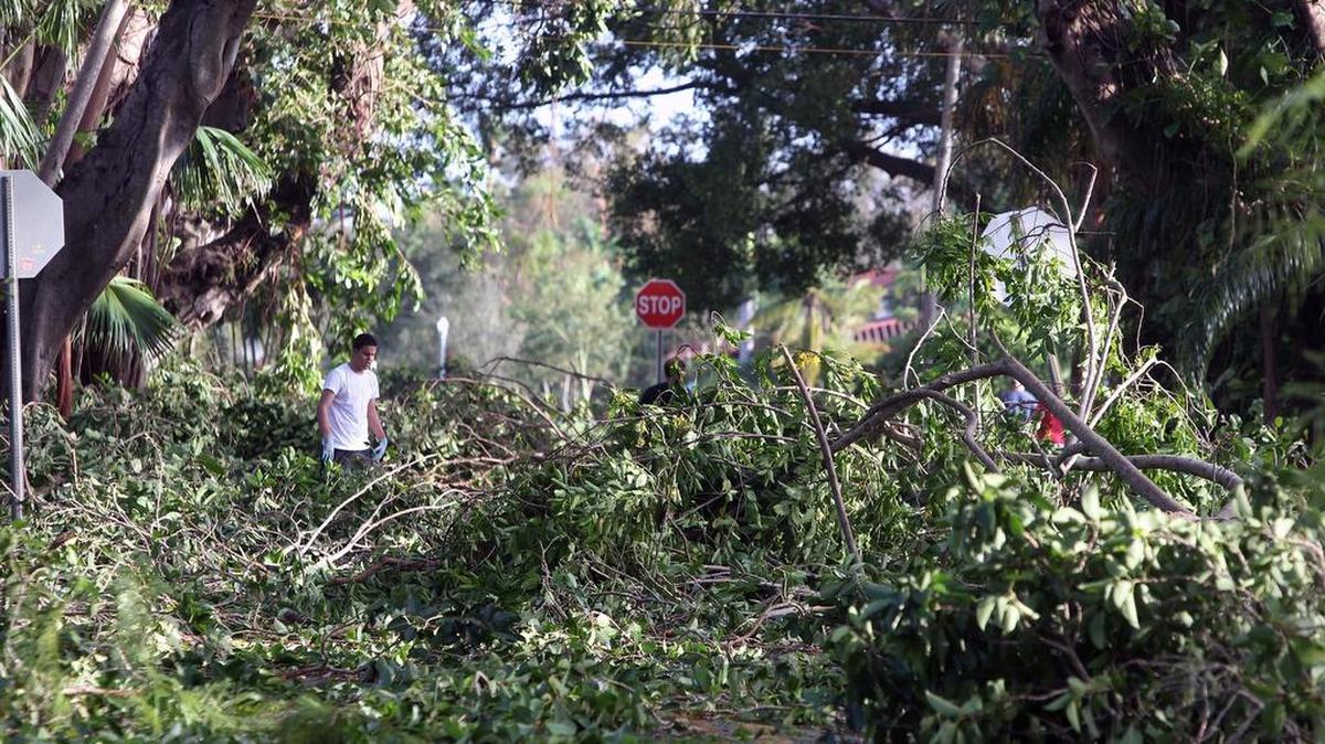 Residentes de de la Ciudad de Coral Gables limpian el area de Coral Way y Granada después que los árboles frente a sus hogares fueran derribados por el huracán Irma, el lunes, 11 de septiembre del 2017.