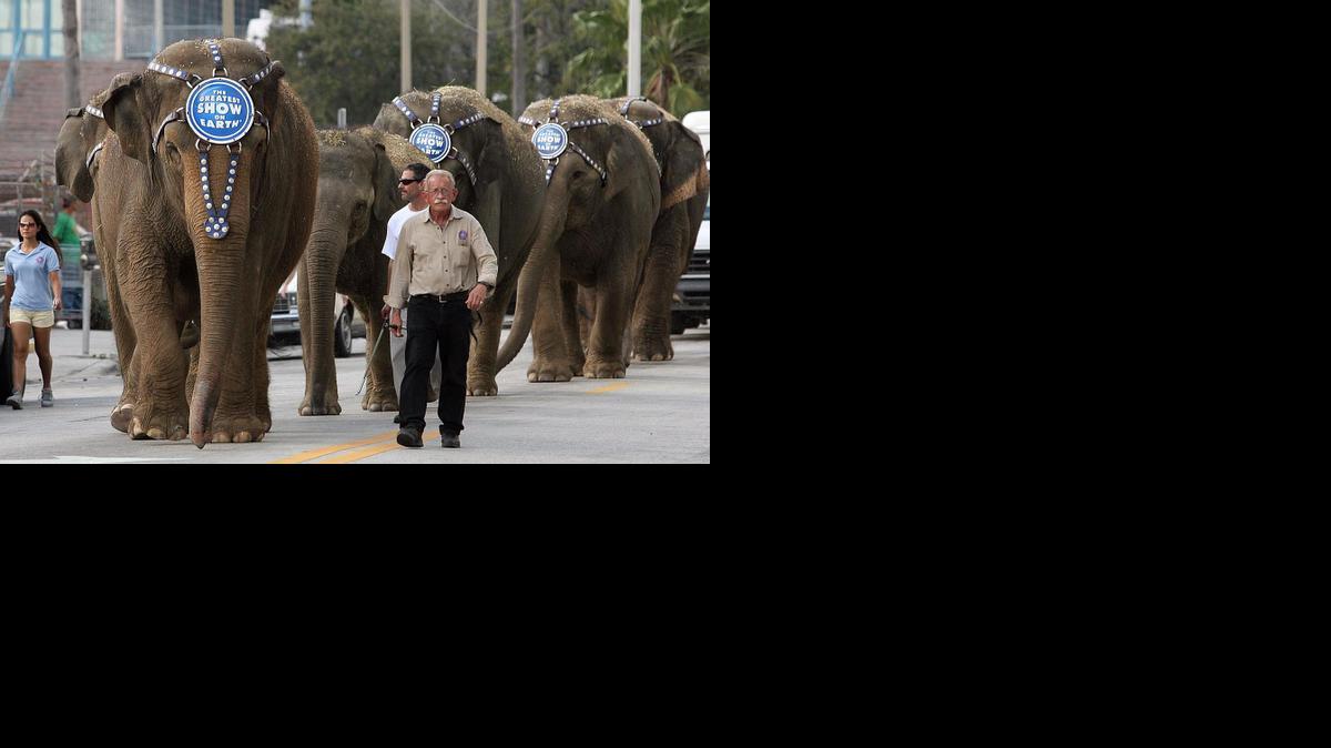 
Los elefantes del Ringling Brothers Circus desfilan frenta a la American Airlines Arena, en el dowtown de Miami.


