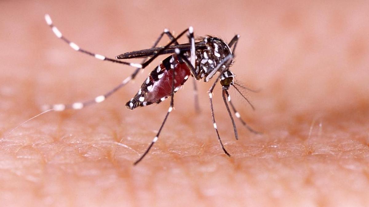 Un mosquito Aedes aegypti, endémico de Florida, es el transmisor de este virus.