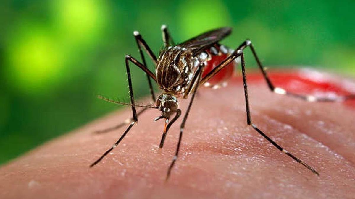 En algunos países le dicen al mosquito Aedes aegypti el “pata blanca” por las marcas blancas que lo distinguen. También es portador del zika.