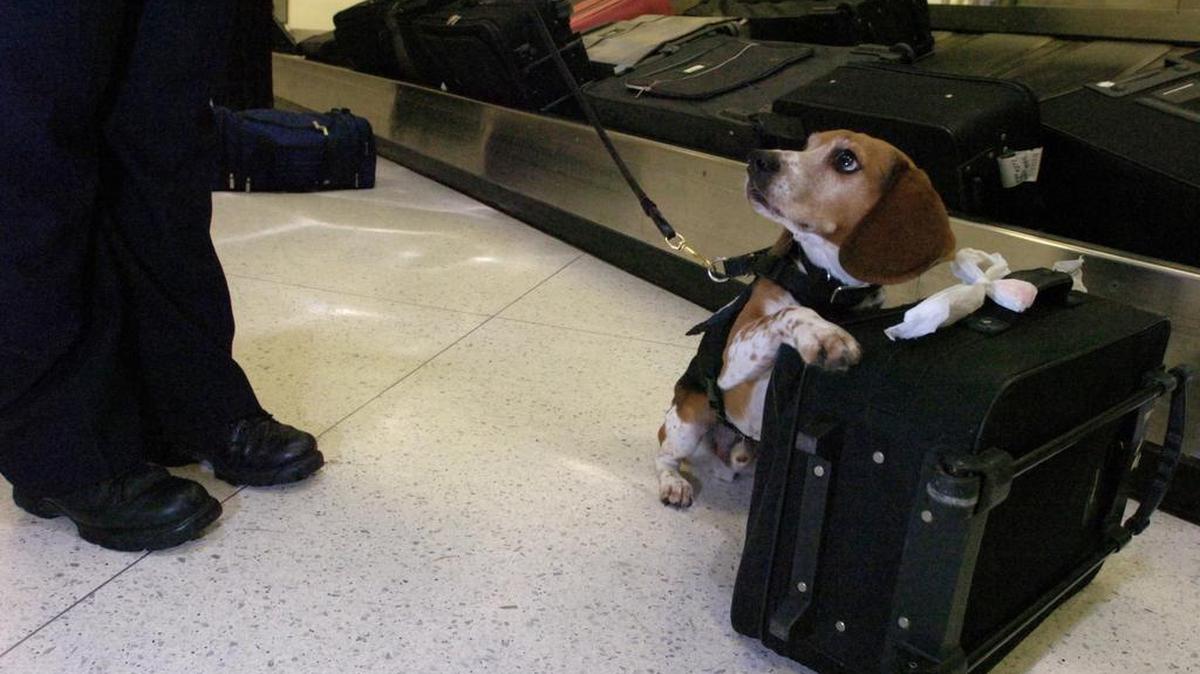 Esta foto del 18 de junio del 2007 muestra al perro amestrado anti-drogas Rhum de la funcionaria Yvonne González de CBP, que le alerta de algo sospechoso en una maleta.